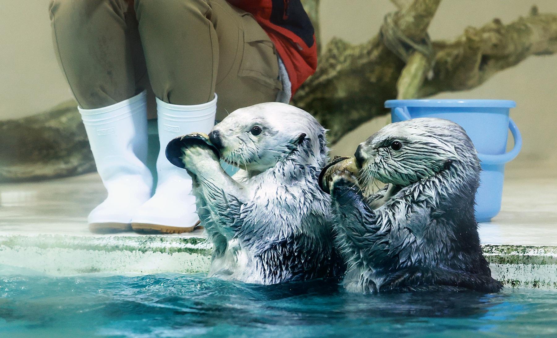 かわいいラッコがこんにちは！ 約1200種類もの生きものと会える「鳥羽水族館」