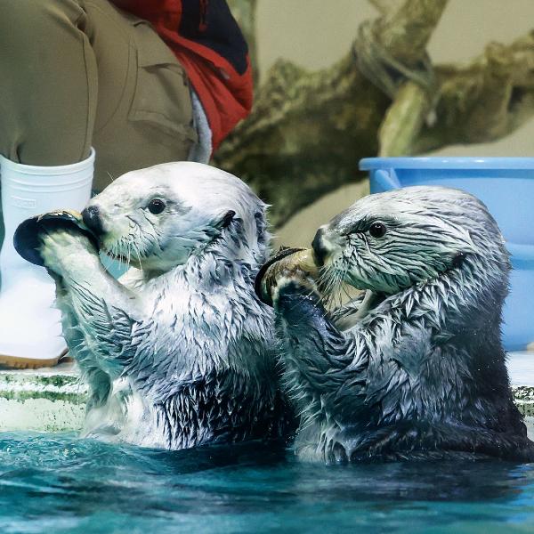 かわいいラッコがこんにちは！ 約1200種類もの生きものと会える「鳥羽水族館」