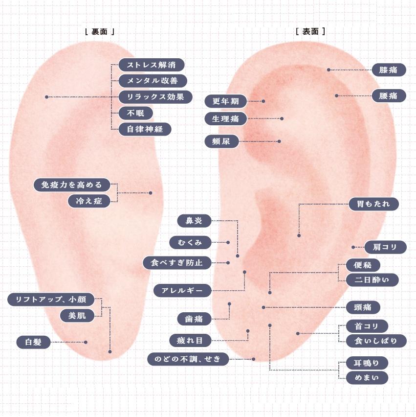 耳には全身のツボが凝縮！ 体の症状に対応する“耳ツボ”の位置