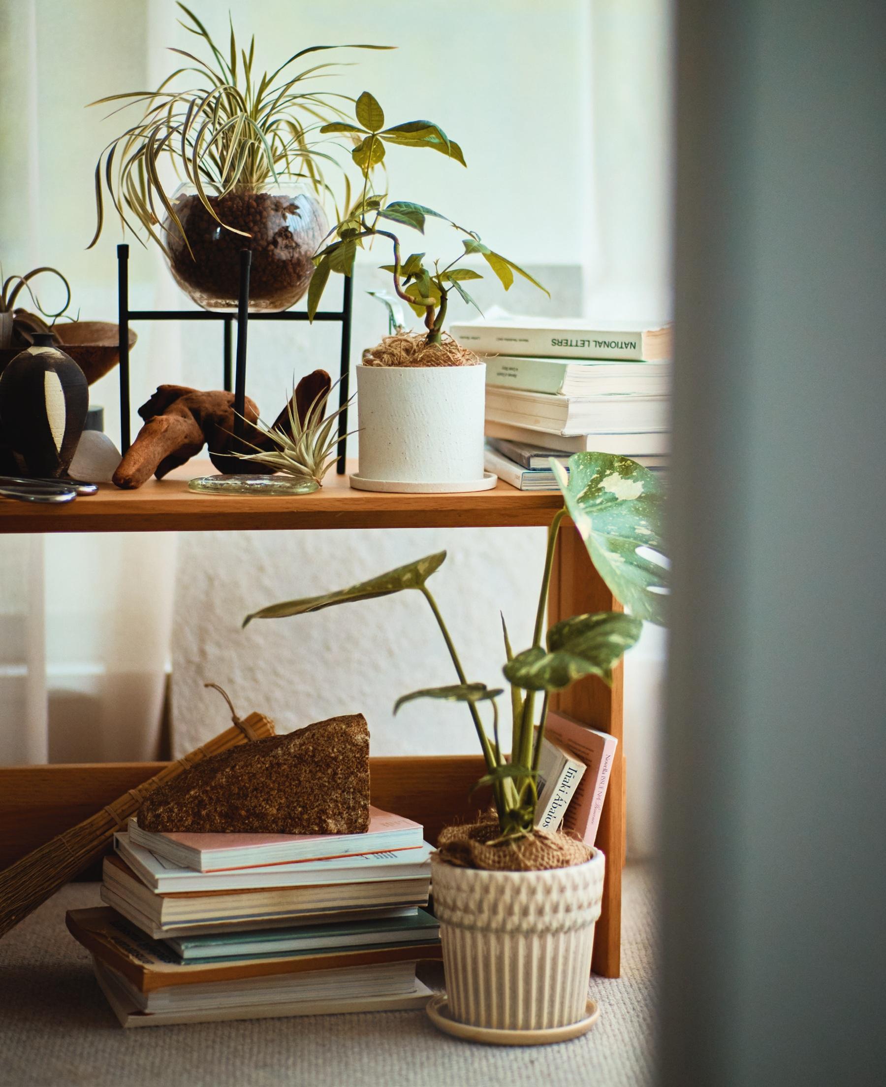 条件に合わせて、お気に入りを選ぼう！ お部屋環境＆ライフスタイル別おすすめ植物10選