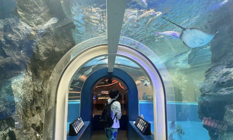 “蜃気楼”がキュートなご当地キャラに!? ミラたんや埋没林に出会える魚津の旅