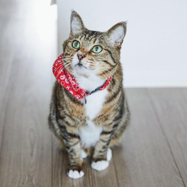 元ボス猫らしからぬおっとりぶり。同居する猫たちとのほのぼのとした日常を覗き見！