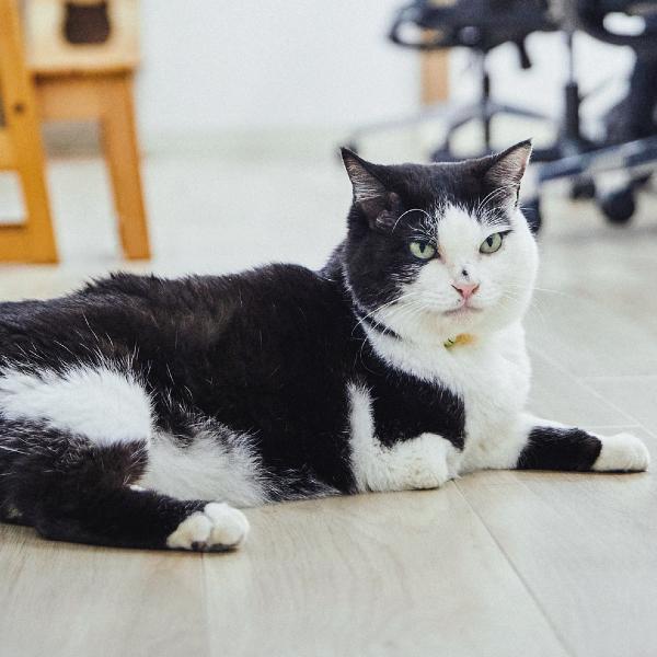 ハンデを物ともせず、福を運んできた会社猫。今日もまったりと社員の仕事ぶりを監視中!?