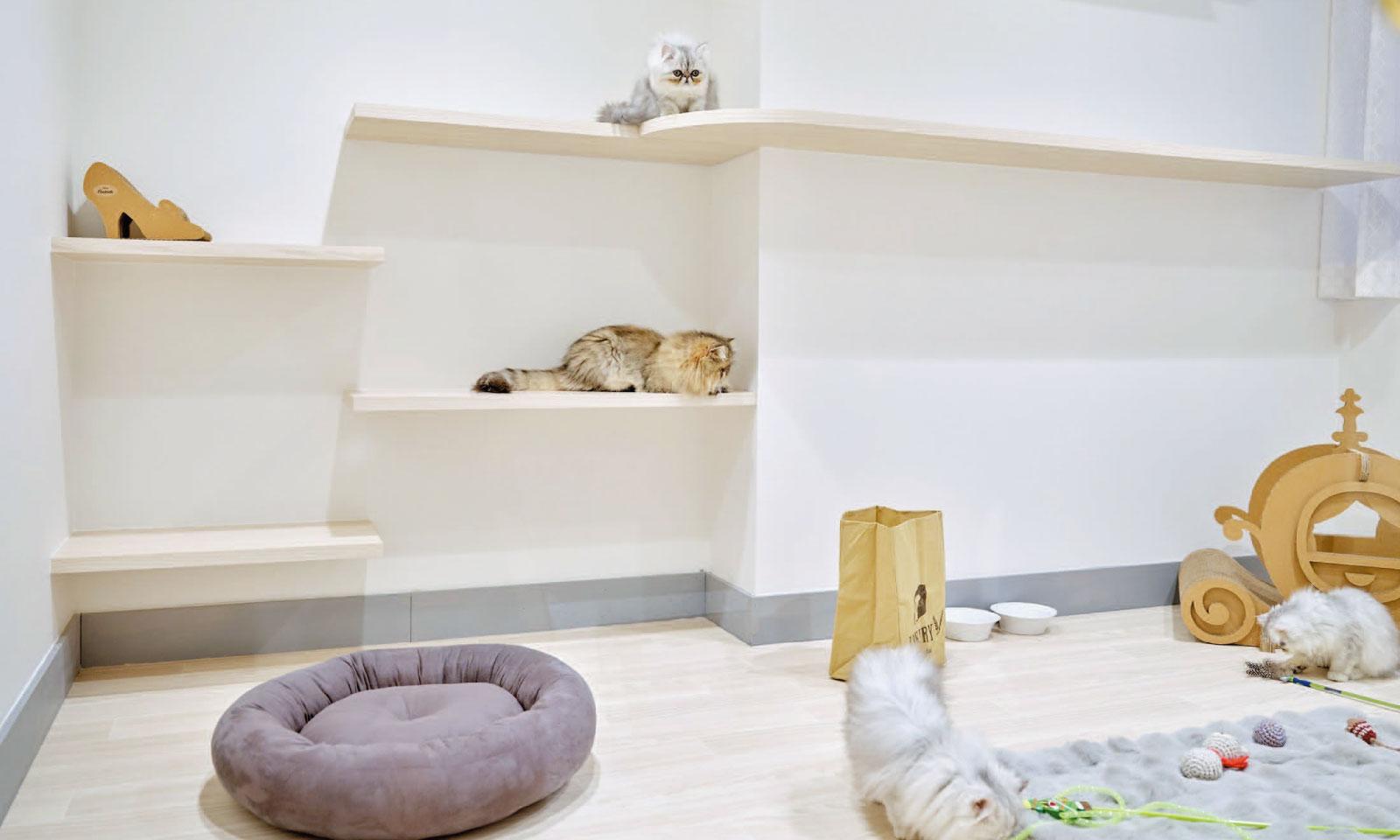 上質な心地よさを叶える。ラグジュアリーな猫さま専用ホテルが誕生