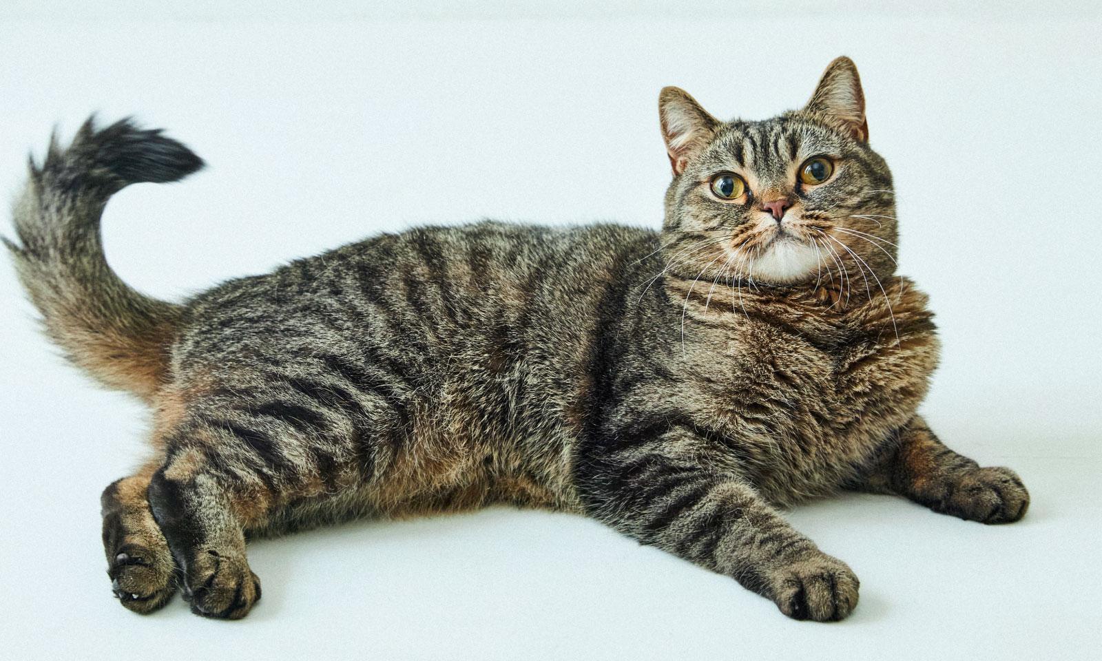 動物学者・今泉忠明さんが解説。猫がかわいい秘密