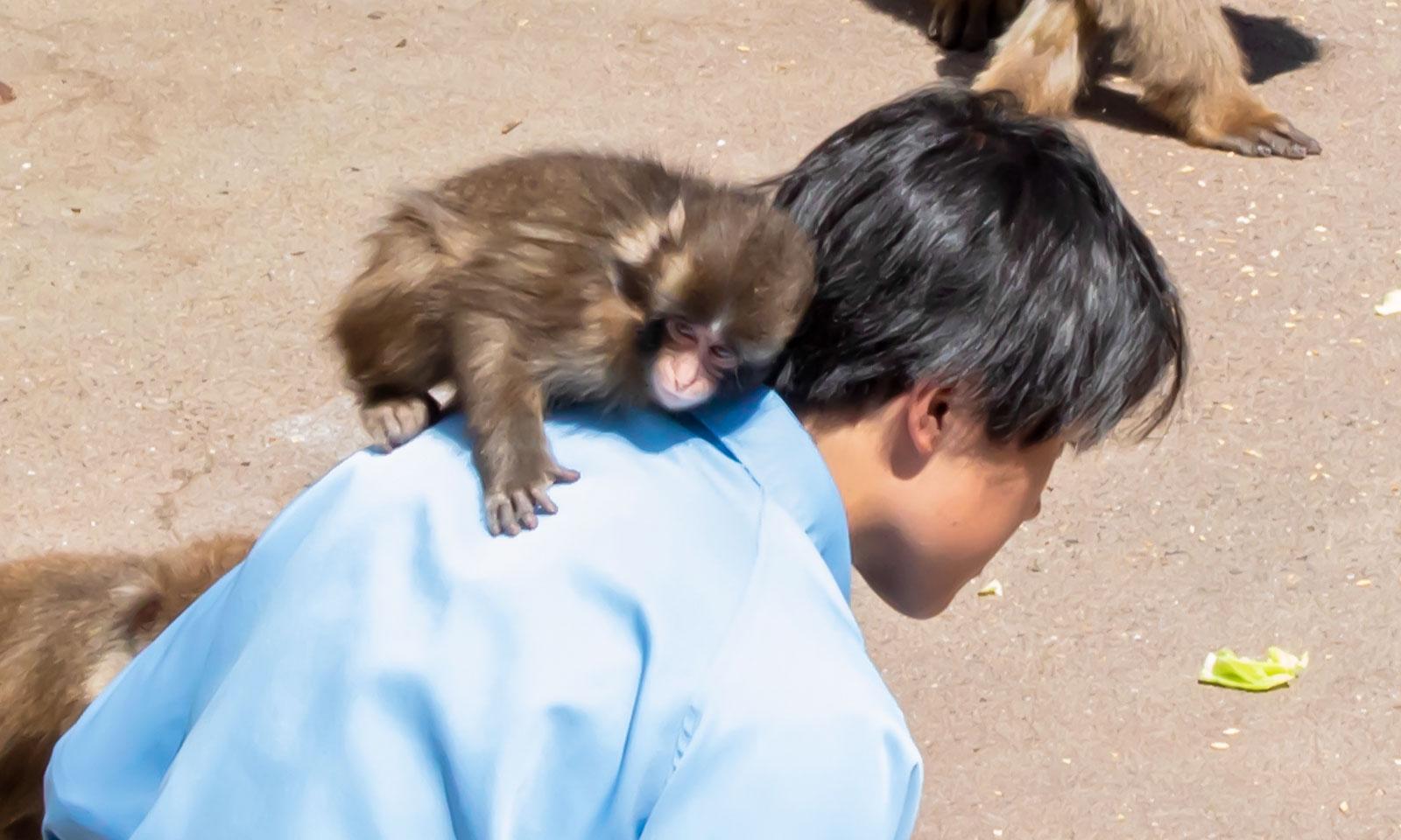 ニホンザルのパンチくんが人気者になった経緯とは？ 市川市動植物園の魅力に注目！