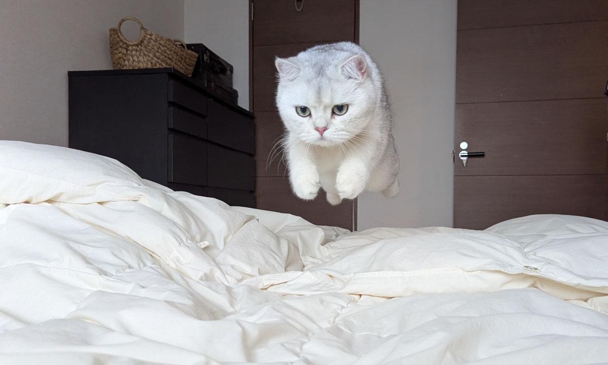 この1枚はこう撮った！ MARCOさんが明かす愛猫の撮影テクニック