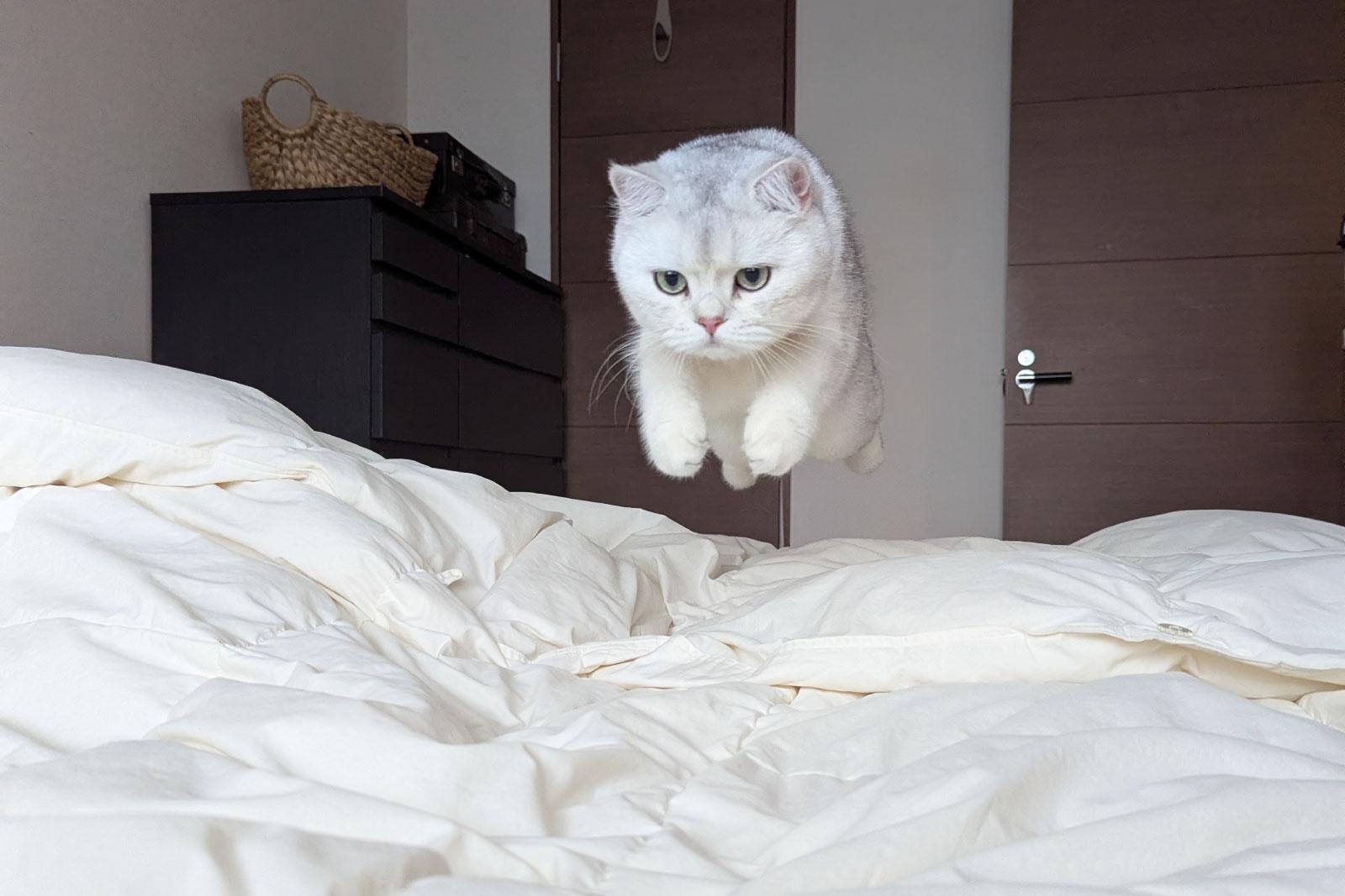 この1枚はこう撮った！ MARCOさんが明かす愛猫の撮影テクニック