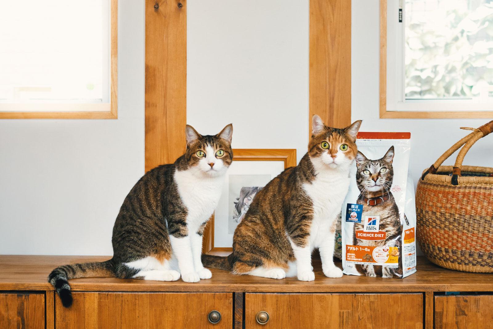 獣医師が教えてくれた“猫に腸活(※1)”のススメ 毎日食べるフードで始める愛猫の腸活(※1)習慣!
